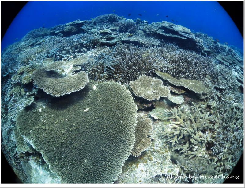 極上サンゴ photo by CANON PowerShot S100