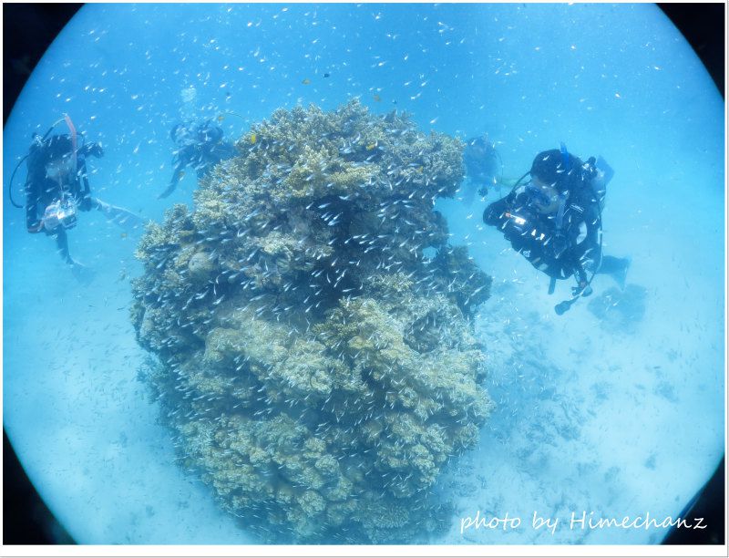 スカシテンジクダイの群れ photo by CANON PowerShot S100