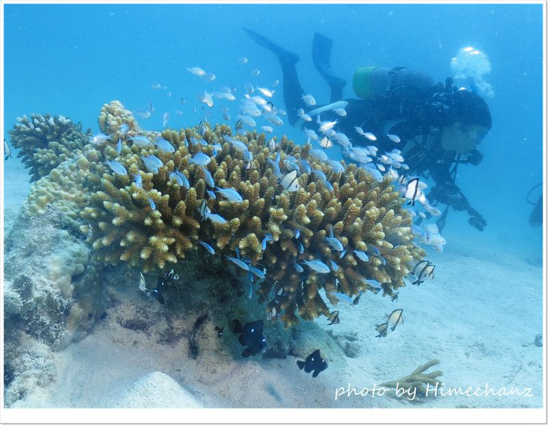 小魚たちの幼稚園♪ photo by CANON PowerShot S100