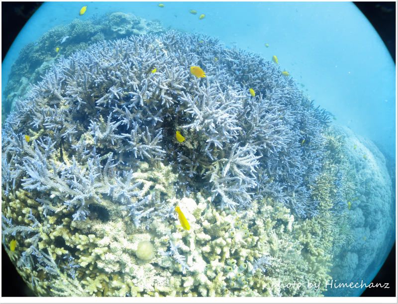透明度悪かったけどサンゴは上等! photo by CANON PowerShot S100