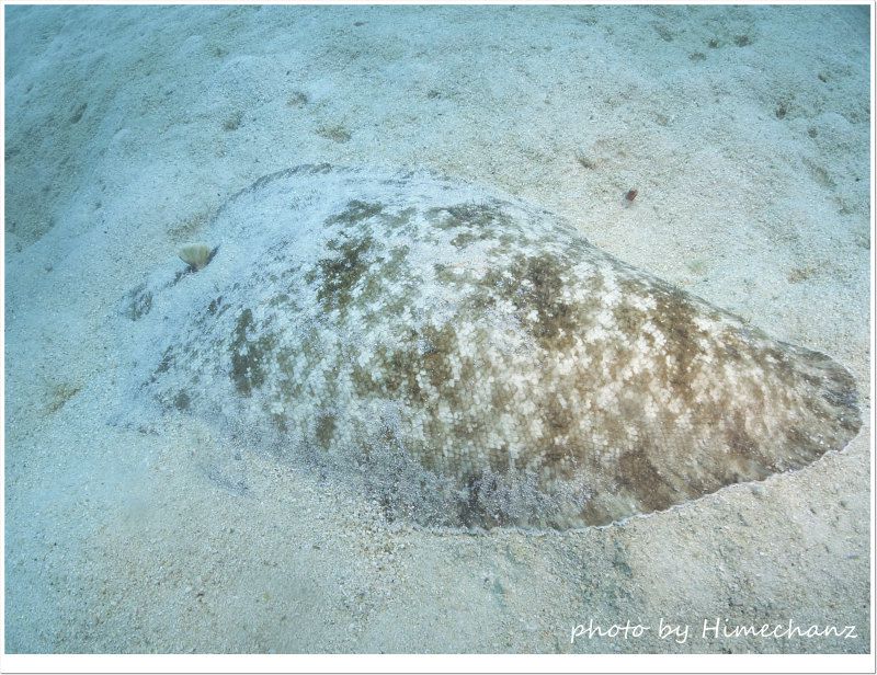 アマミウミノシタ photo by CANON PowerShot S100