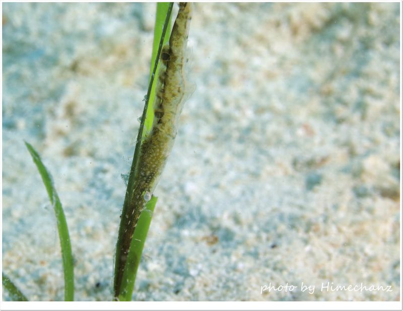 トガリモエビSP photo by CANON PowerShot S100