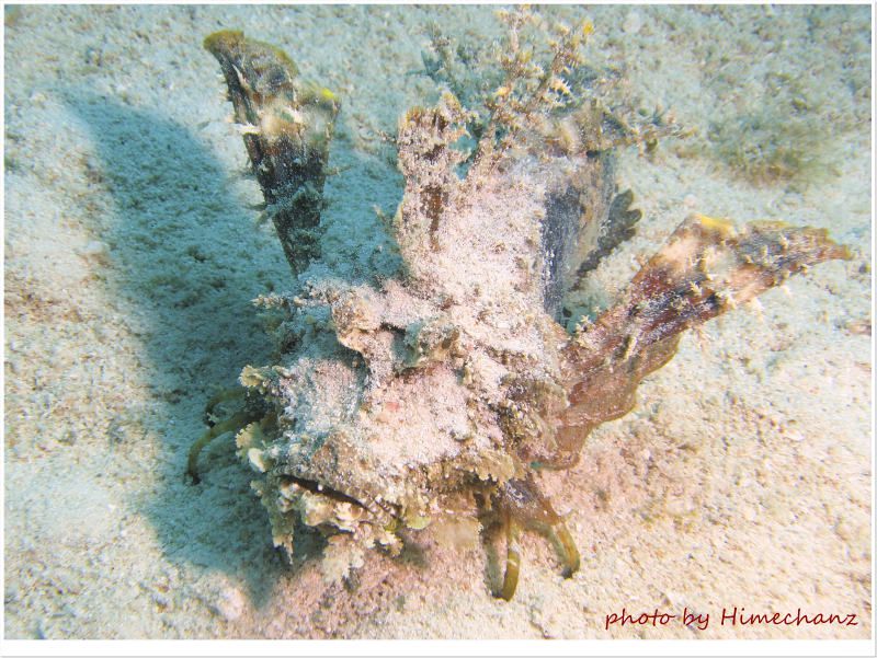 ヒメオニオコゼ photo by CANON PowerShot S100