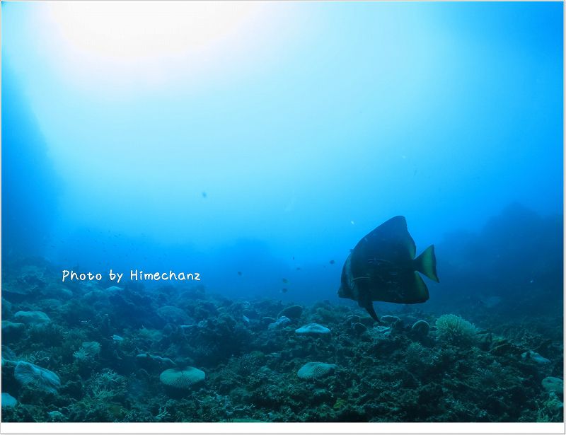 アカククリのクリーニングシーン photo by CANON PowerShot S100