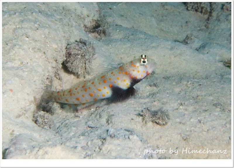 ヤマブキハゼ photo by CANON PowerShot S100