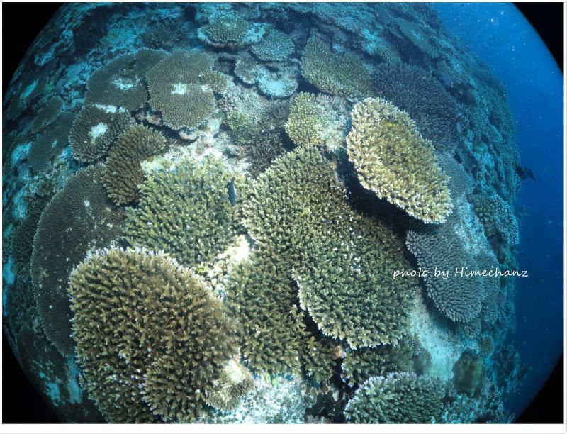 嘉弥真島の極上サンゴ♪ photo by CANON PowerShot S100