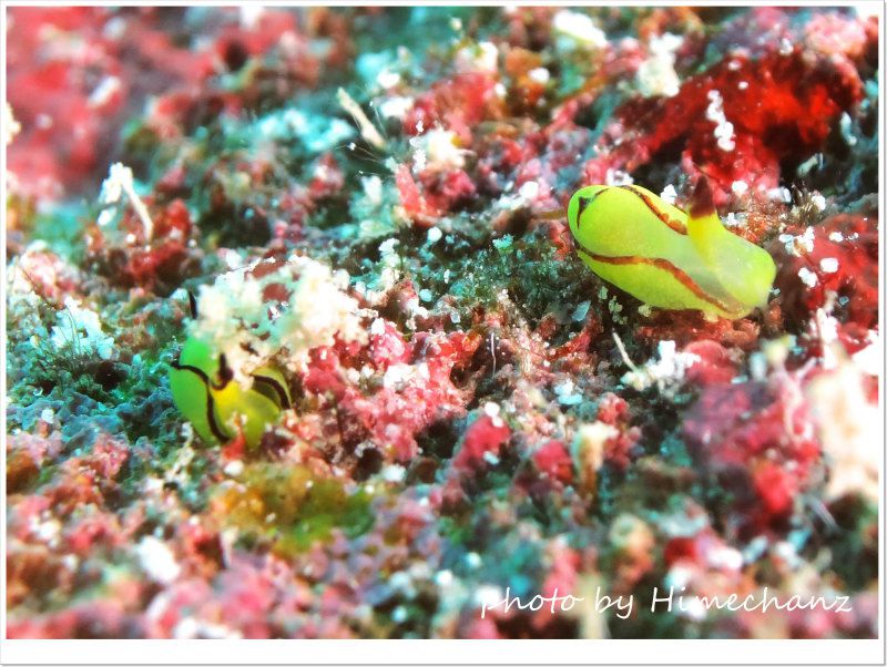 オレンジウミコチョウのペア photo by CANON PowerShot S100