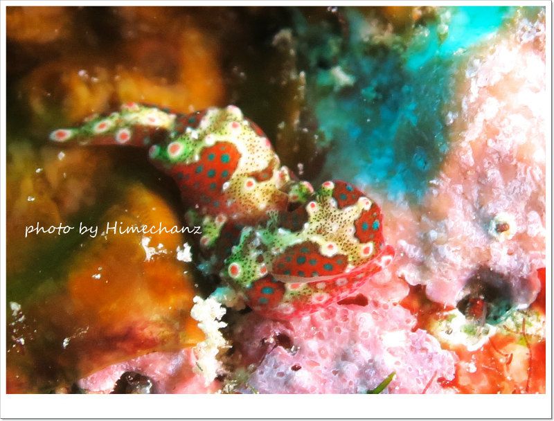 エンビキセワタ photo by CANON PowerShot S100