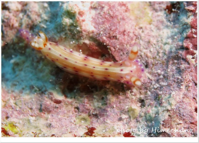 センテンイロウミウシ photo by CANON PowerShot S100センテンイロウミウシ photo by CANON PowerShot S100センテンイロウミウシ photo by CANON PowerShot S100