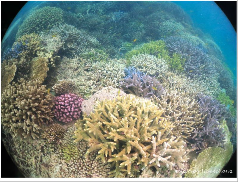 小浜島の極上サンゴ、無事でした! photo by CANON PowerShot S100