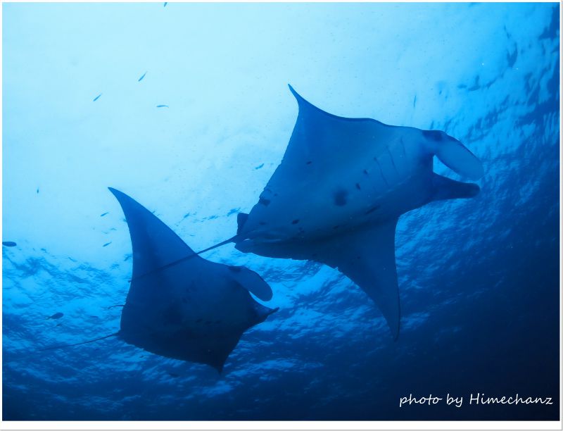 仲良しマンタの行進♪ photo by CANON PowerShot S100