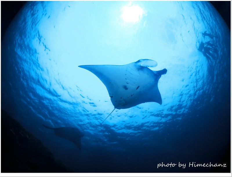 頭上をぐるぐる回ってくれました! photo by CANON PowerShot S100頭上をぐるぐる回ってくれました! photo by CANON PowerShot S100