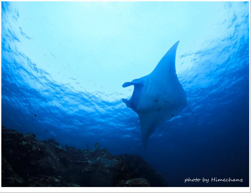 次から次へとマンタが登場! photo by CANON PowerShot S100