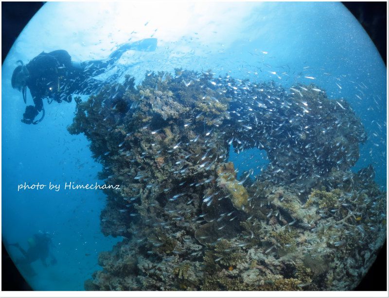 スカシテンジクダイの群れ photo by CANON PowerShot S100