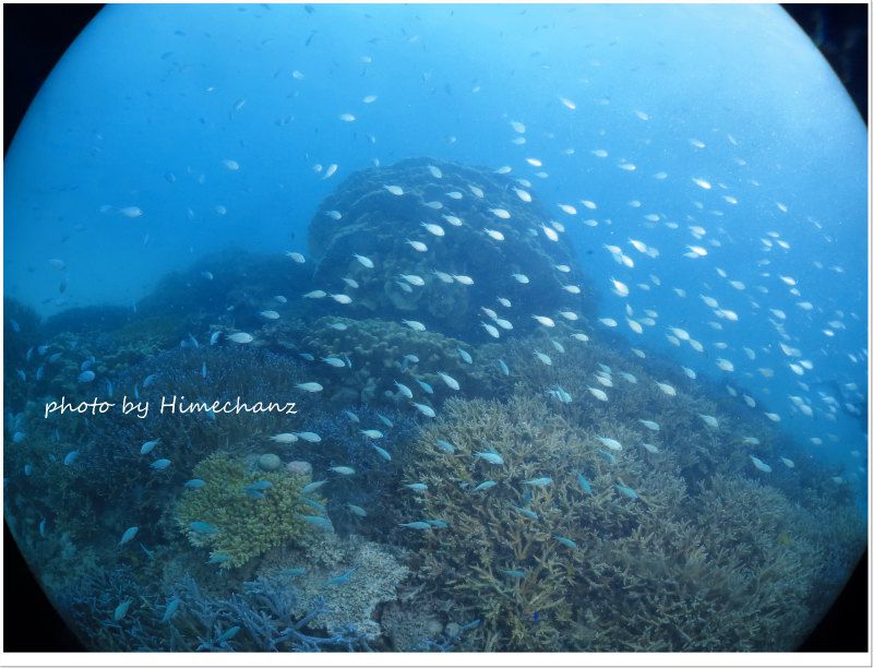 デバスズメダイの群れ photo by CANON PowerShot S100
