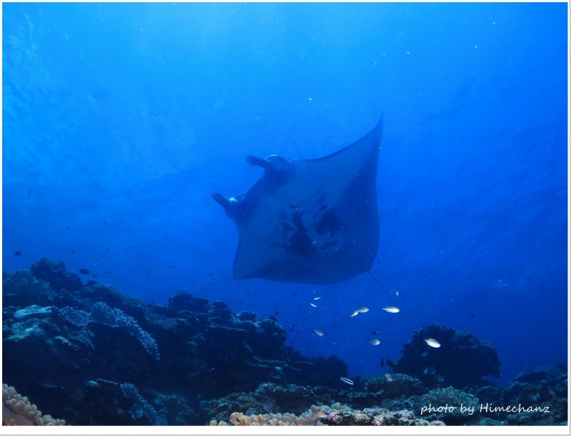 マンタドーン! photo by CANON PowerShot S100