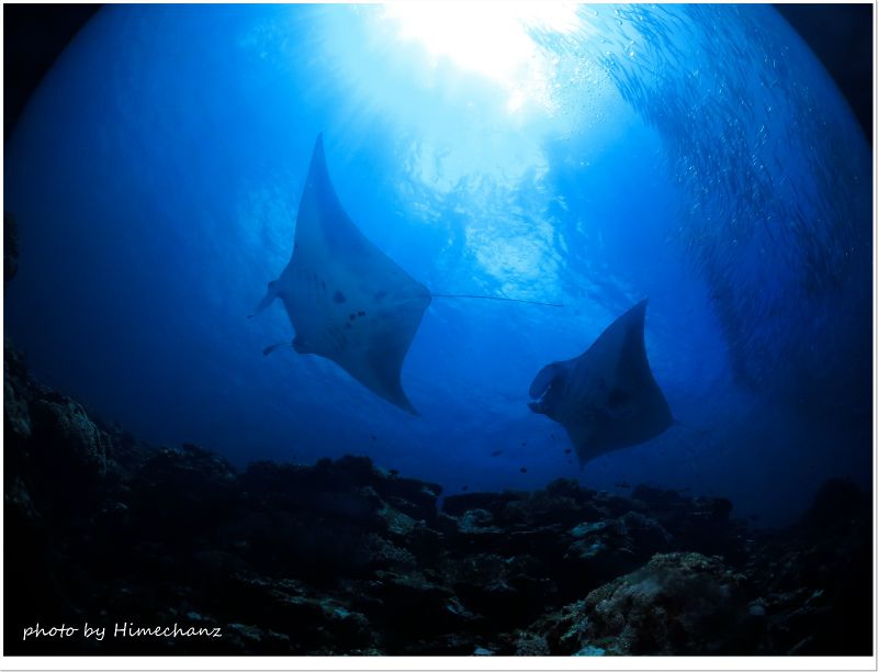 今日は10匹以上見ることができました! photo by CANON PowerShot S100