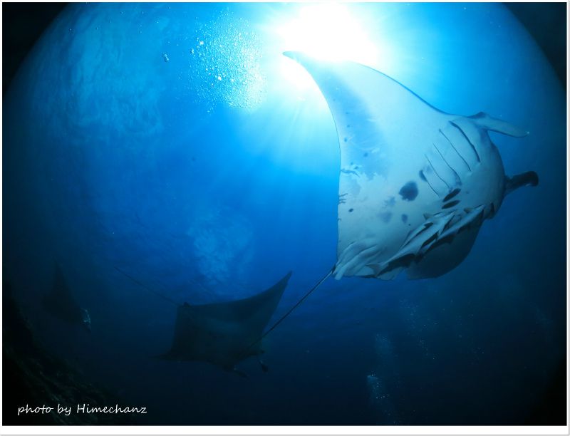 マンタどどーん! photo by CANON PowerShot S100