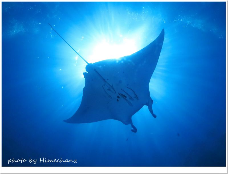 とってもキレイなマンタちゃんでした! photo by CANON PowerShot S100