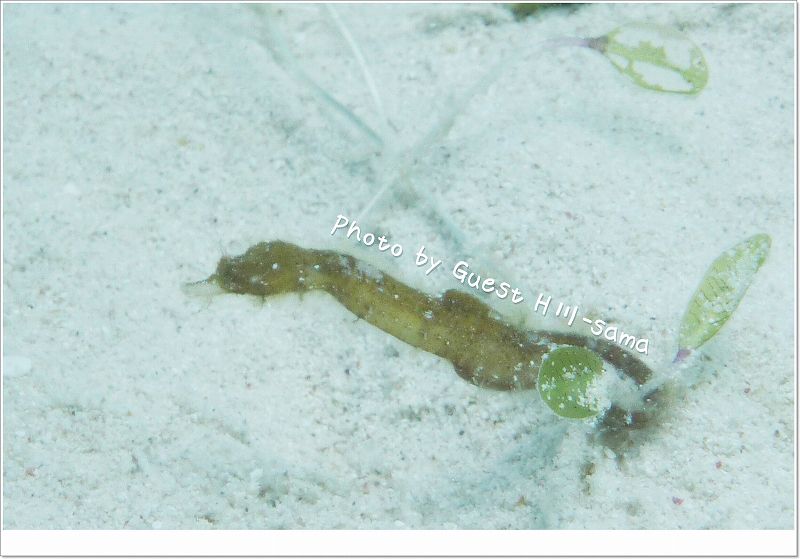 タツノイトコ photo by Panasonic DMC-FX40