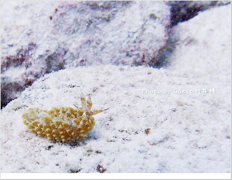 クサリミノウミウシ photo by OLYMPUS XZ-1