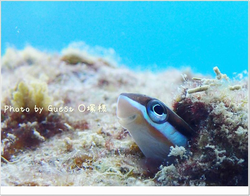 ミナミギンポ Photo by OLYMPUS TG-1