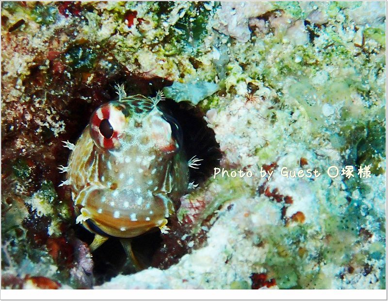 エリグロギンポ Photo by OLYMPUS TG-1