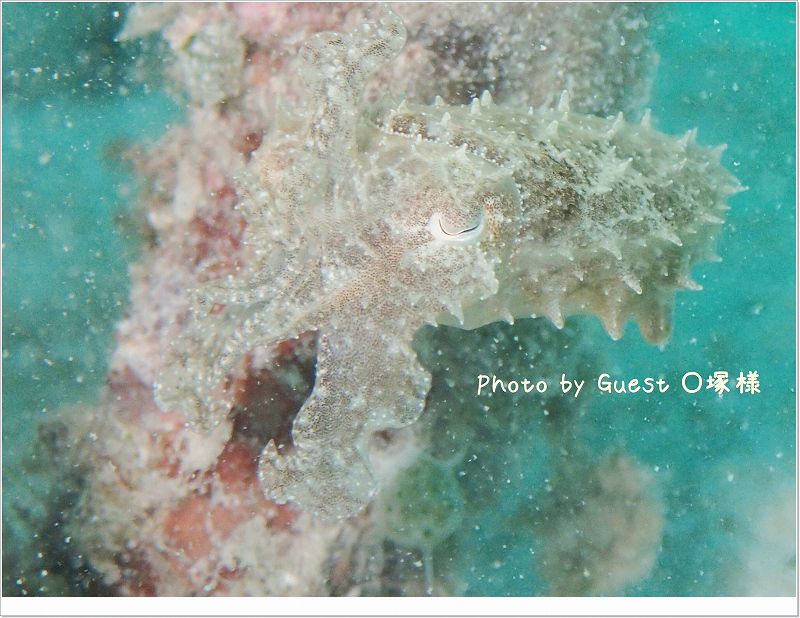 おこぶベイビー Photo by OLYMPUS TG-1