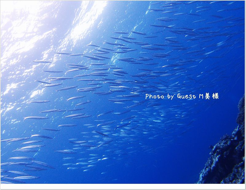 ホソカマスの大群 Photo by OLYMPUS XZ-1