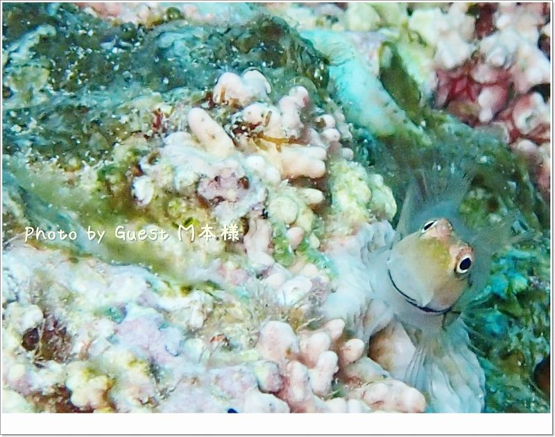 イシガキカエルウオ Photo by OLYMPUS TG-1