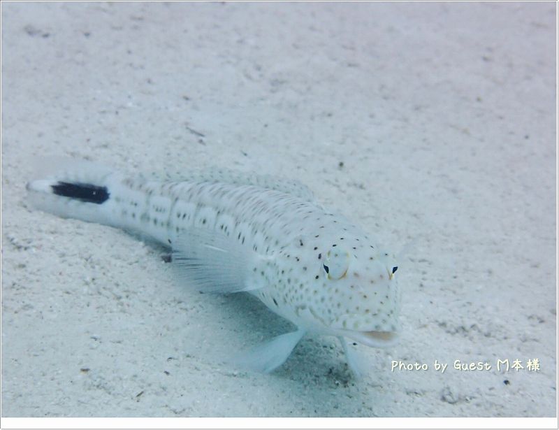 オグロトラギス Photo by OLYMPUS TG-1