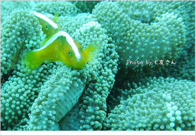 仲良しさん♪ photo by NIKON 1 J2