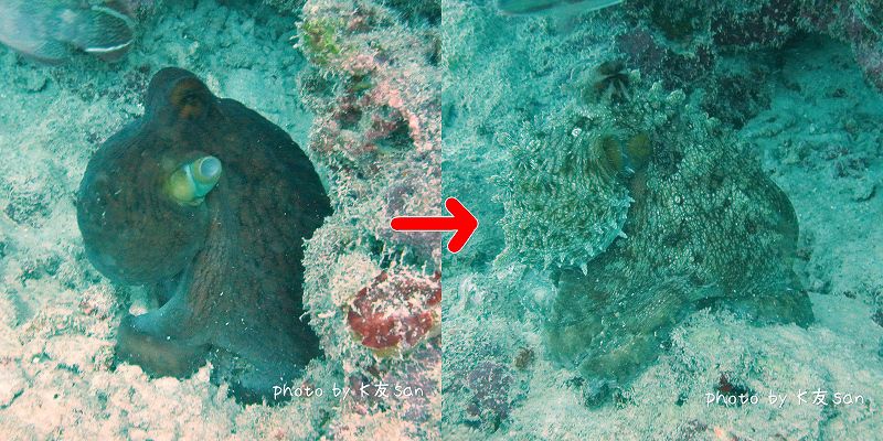 タコ色彩変化! photo by NIKON 1 J2