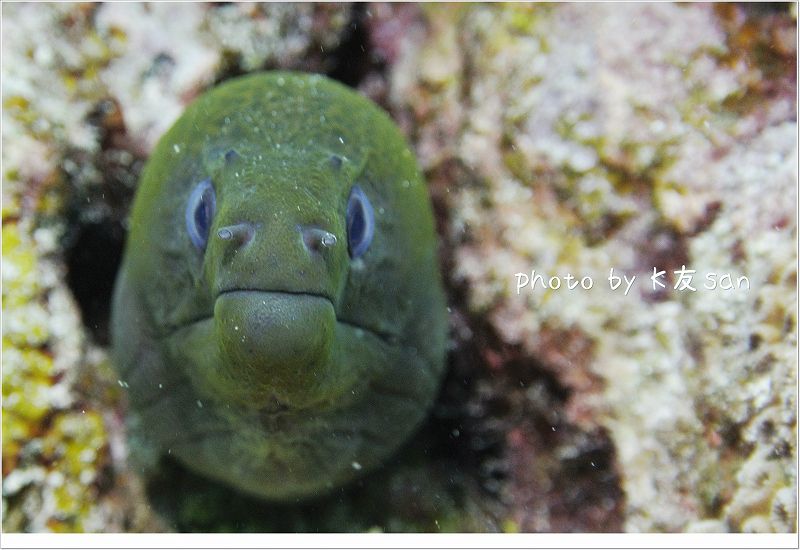 目が合いました!! photo by NIKON 1 J2