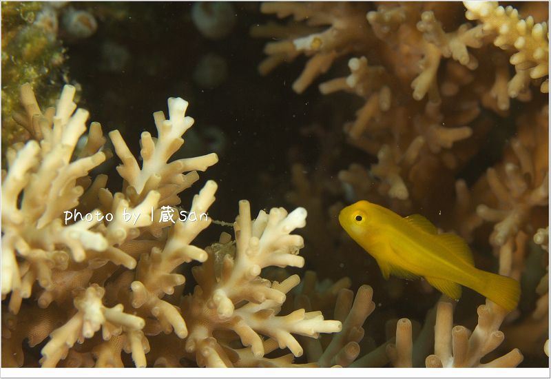 かわいい!キイロサンゴハゼ photo by CANON EOS 7D