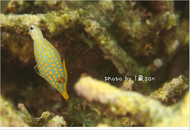 テングカワハギ photo by CANON EOS 7D