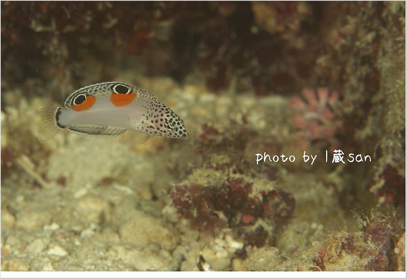 カンムリベラyg photo by CANON EOS 7D