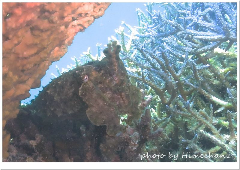 コブシメのおこちゃま photo by CANON PowerShot S100