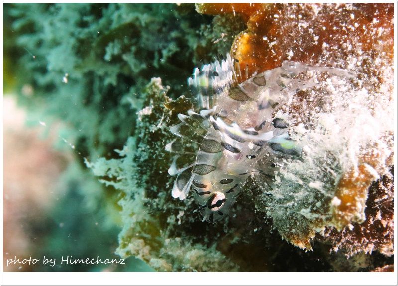 シマヒメヤマノカミ幼魚 photo by CANON PowerShot S100