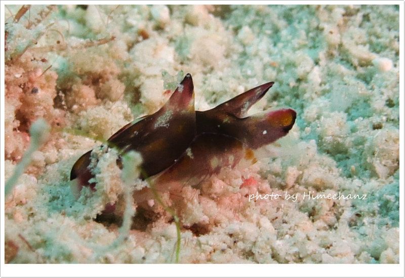 マダラウミコチョウ photo by CANON PowerShot S100