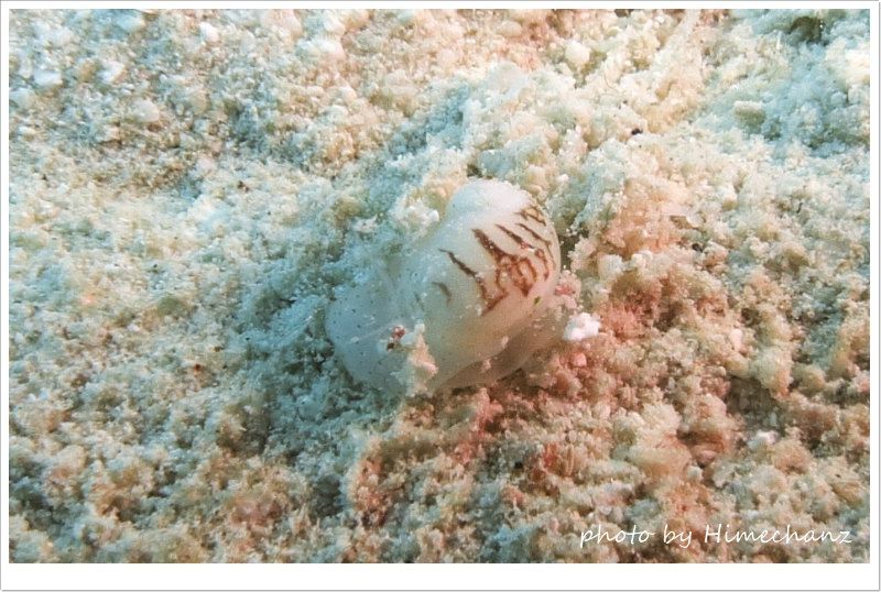 ベニヤカタガイ photo by CANON PowerShot S100