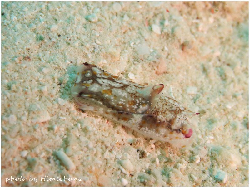 カラスキセワタ(白バージョン) photo by CANON PowerShot S100