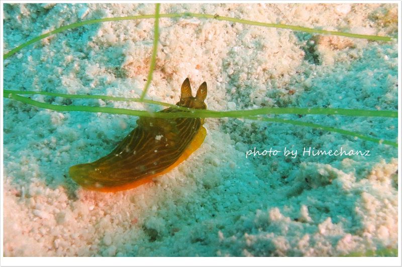 キヌハダウミウシ属の1種3 photo by CANON PowerShot S100