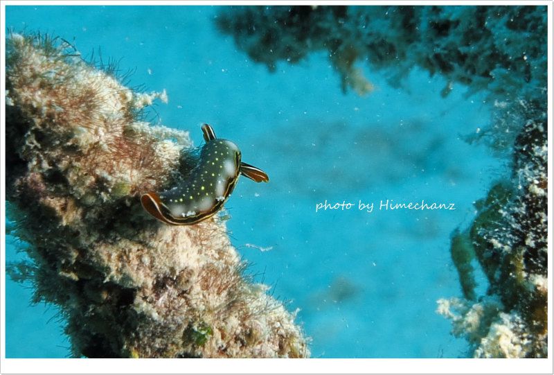 ハナミドリガイ photo by CANON PowerShot S100