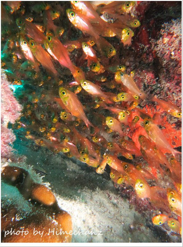 キンメモドキの群れ photo by CANON PowerShot S100