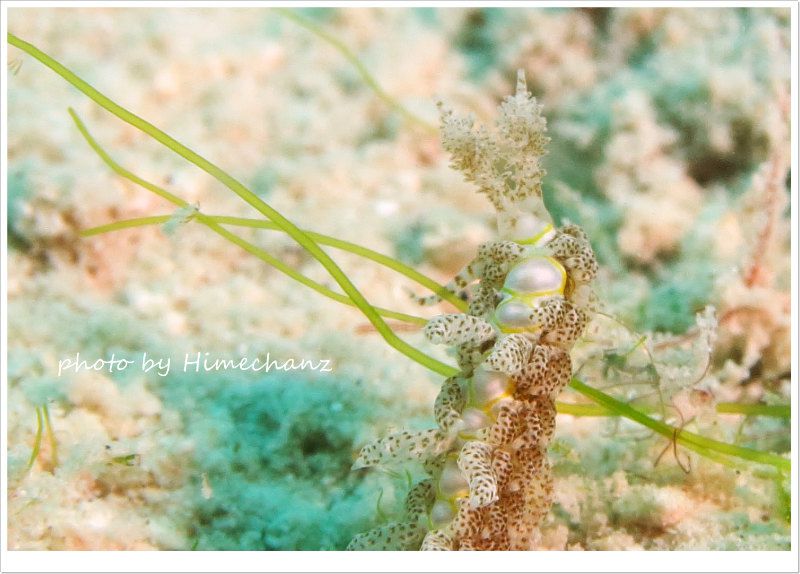 クサリミノウミウシ photo by CANON PowerShot S100