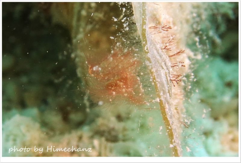 フィコカリス・シムランス photo by CANON PowerShot S100