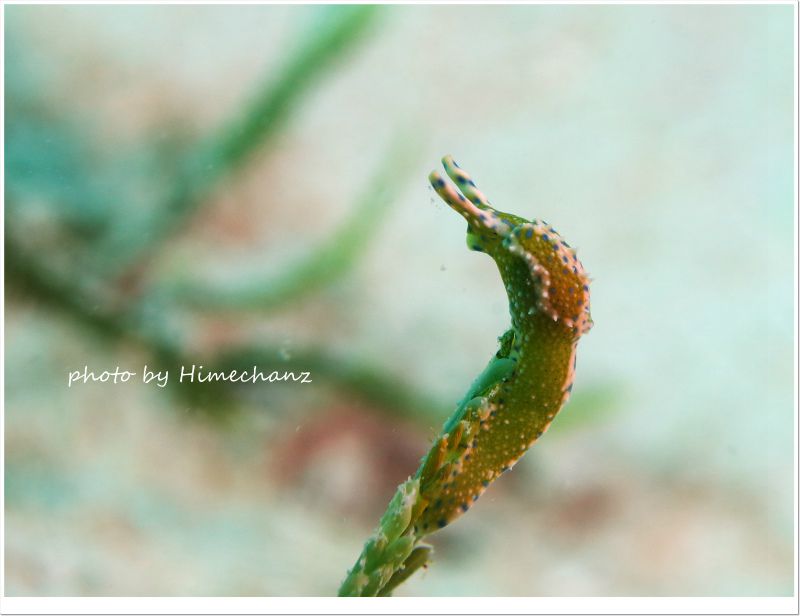 ナギサノツユ photo by CANON PowerShot S100