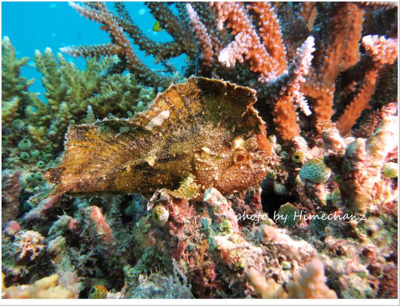 ハダカハオコゼ photo by CANON PowerShot S100