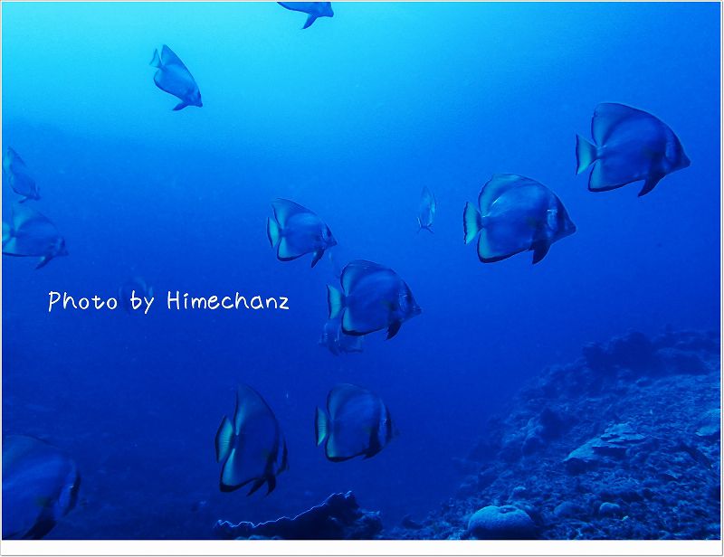 今日もだるそうでした。 photo by OLYMPUS STYLUS TG-2 Tough